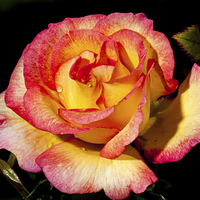 Buy canvas prints of Yellow and Pink Rose by Adam Withers