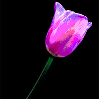 Buy canvas prints of Lone Tulip by Rebecca  Young