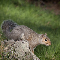 Buy canvas prints of Squirrel by Craig Mansell