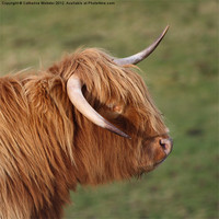 Buy canvas prints of Highland Cow by Catherine Webster