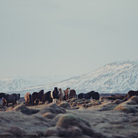 Buy canvas prints of Icelandic Horses II by Pascal Deckarm