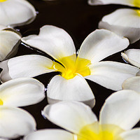 Buy canvas prints of White floating flower of Maldives by Andrew Lee