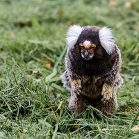 Buy canvas prints of Foraging Marmoset by Andrew Lee