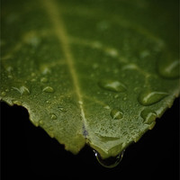 Buy canvas prints of Leaf (water drop) by Alan Todd