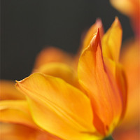 Buy canvas prints of Golden Tulip enjoying the sunshine by Corrine Weaver