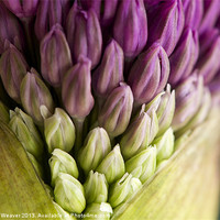 Buy canvas prints of Purple Allium Flowerbud Macro by Corrine Weaver
