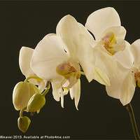 Buy canvas prints of White orchid bathed in light by Corrine Weaver