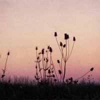 Buy canvas prints of Thistles at sunset by Corrine Weaver