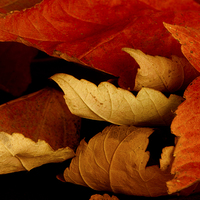 Buy canvas prints of Autumn Curl 2 by Corrine Weaver