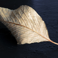 Buy canvas prints of Fallen Leaf by Corrine Weaver