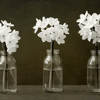 Buy canvas prints of Paper Whites by Corrine Weaver
