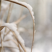 Buy canvas prints of Winter snow 2  by Corrine Weaver