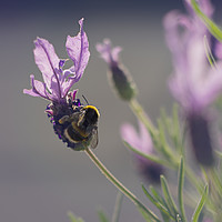 Buy canvas prints of Summer & such a busy bee... by Corrine Weaver