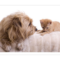 Buy canvas prints of Dog & Kitten by Julie Sutton