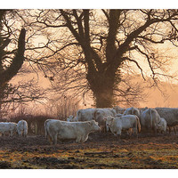 Buy canvas prints of Weston Subedge by Andrew Roland