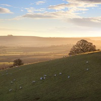 Buy canvas prints of Sheep on Cotswold hills by Andrew Roland