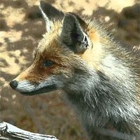 Buy canvas prints of Grainy Fox by Nigel Matthews