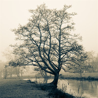 Buy canvas prints of Bakewell tree by Richard Evans