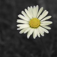 Buy canvas prints of Daisy by Carl Floodgate