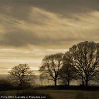Buy canvas prints of Winter Trees in Sussex by Allan Philip