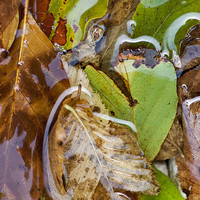 Buy canvas prints of Leaves Underwater by Chiara Cattaruzzi