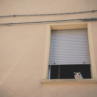 Buy canvas prints of The cat in the window by Chiara Cattaruzzi