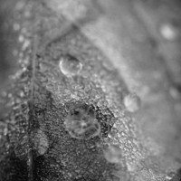 Buy canvas prints of Dew in black and white by Chiara Cattaruzzi