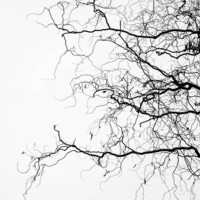 Buy canvas prints of Winter trees by Chiara Cattaruzzi