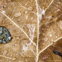Buy canvas prints of The rain on the leaf by Chiara Cattaruzzi