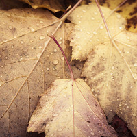 Buy canvas prints of Autumn leaves by Chiara Cattaruzzi