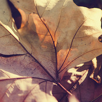 Buy canvas prints of November leaf by Chiara Cattaruzzi