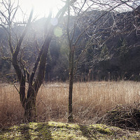 Buy canvas prints of A swamp in the mountains by Chiara Cattaruzzi