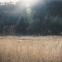 Buy canvas prints of A swamp in the mountains by Chiara Cattaruzzi