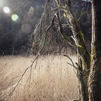 Buy canvas prints of A tree in a swamp by Chiara Cattaruzzi