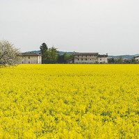 Buy canvas prints of Yellow spring by Chiara Cattaruzzi
