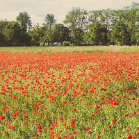 Buy canvas prints of Field of poppies by Chiara Cattaruzzi