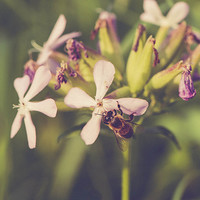 Buy canvas prints of  A bee on the flowers by Chiara Cattaruzzi