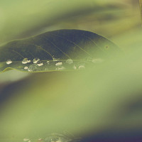 Buy canvas prints of  Drops on a leaf by Chiara Cattaruzzi