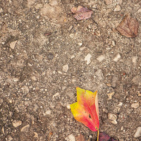 Buy canvas prints of  Fall leaf fallen by Chiara Cattaruzzi