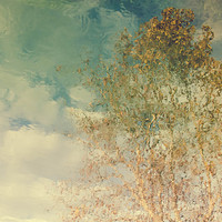 Buy canvas prints of  Trees reflections by Chiara Cattaruzzi