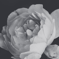 Buy canvas prints of  Winter rose in B/W by Chiara Cattaruzzi