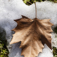 Buy canvas prints of  Winter leaf by Chiara Cattaruzzi