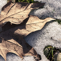 Buy canvas prints of  A leaf in the snow by Chiara Cattaruzzi