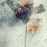Buy canvas prints of  Frozen leaf by Chiara Cattaruzzi