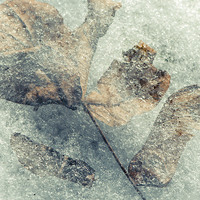 Buy canvas prints of  Frozen leaves by Chiara Cattaruzzi