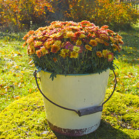 Buy canvas prints of Orange Chrysanthemums in a bucket by Kathleen Smith (kbhsphoto)