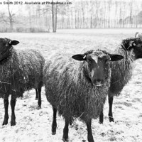 Buy canvas prints of Three sheep in snow by Kathleen Smith (kbhsphoto)