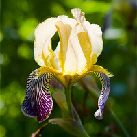 Buy canvas prints of Iris germanica by Kathleen Smith (kbhsphoto)