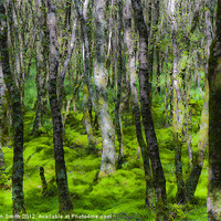 Buy canvas prints of Forest in green moss by Kathleen Smith (kbhsphoto)