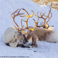 Buy canvas prints of Reindeer lying in snow by Kathleen Smith (kbhsphoto)
